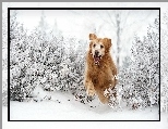 Golden Retriever, Bieg, Śnieg