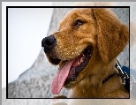 Golden Retriever, Język